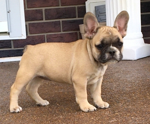 comprar cachorros sanos, baratos y asequibles para la venta